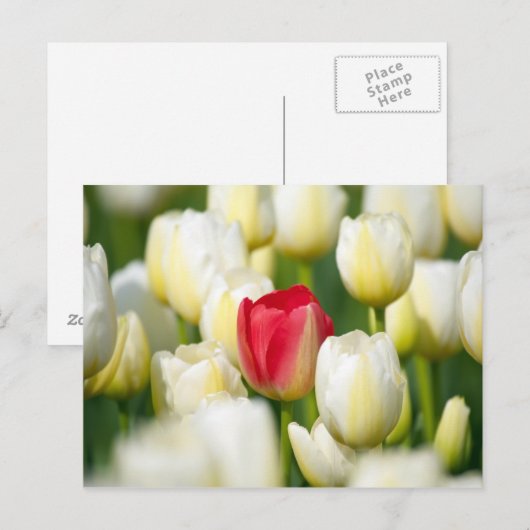 Rode tulp in een veld met witte tulpen briefkaart (Voorkant / Achterkant)
