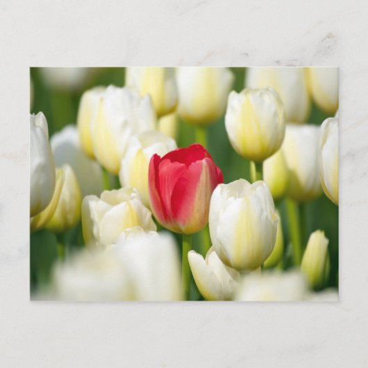 Rode tulp in een veld met witte tulpen briefkaart (Voorkant)