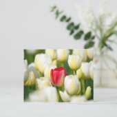 Rode tulp in een veld met witte tulpen briefkaart (Staand voorkant)