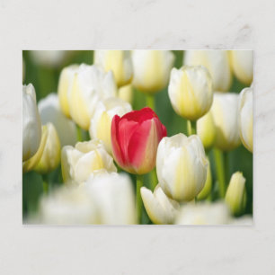 Rode tulp in een veld met witte tulpen briefkaart