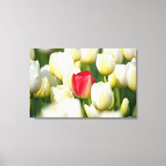 Rode tulp in een veld met witte tulpen canvas afdruk (Voorkant)