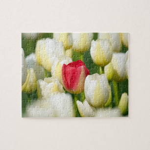 Rode tulp in een veld met witte tulpen legpuzzel