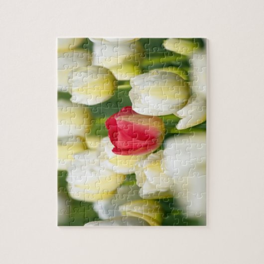 Rode tulp in een veld met witte tulpen legpuzzel (Verticaal)