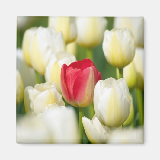 Rode tulp in een veld met witte tulpen magneet (Voorkant)