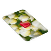 Rode tulp in een veld met witte tulpen magneet (Rechterzijde)