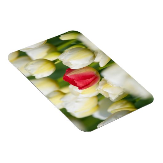 Rode tulp in een veld met witte tulpen magneet (Rechterzijde)