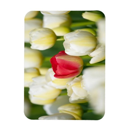Rode tulp in een veld met witte tulpen magneet (Verticaal)