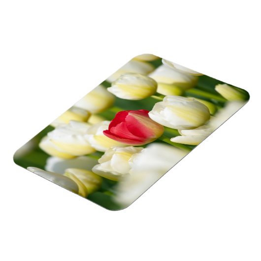 Rode tulp in een veld met witte tulpen magneet (Linkerzijde)