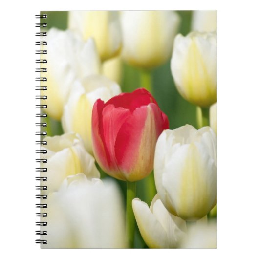 Rode tulp in een veld met witte tulpen notitieboek (Voorkant)