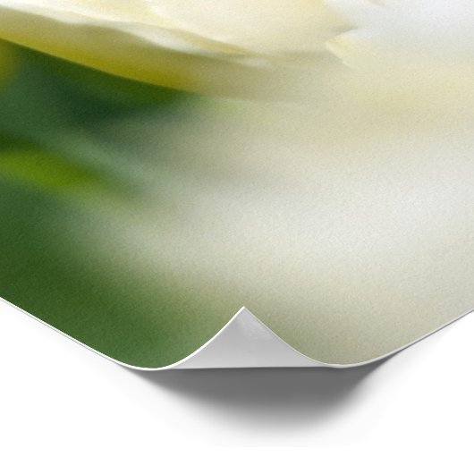 Rode tulp in een veld met witte tulpen poster (Hoek)