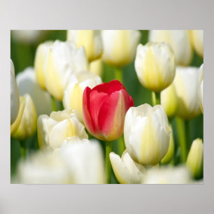 Rode tulp in een veld met witte tulpen poster