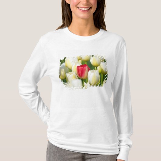 Rode tulp in een veld met witte tulpen t-shirt (Voorkant)
