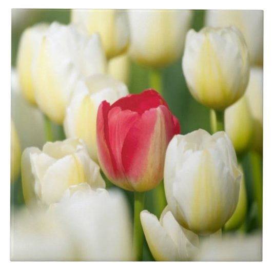 Rode tulp in een veld met witte tulpen tegeltje (Voorkant)