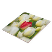 Rode tulp in een veld met witte tulpen tegeltje (Zijkant)