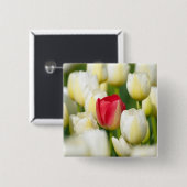 Rode tulp in een veld met witte tulpen vierkante button 5,1 cm (Voorkant /achterkant)