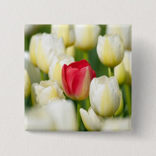 Rode tulp in een veld met witte tulpen vierkante button 5,1 cm