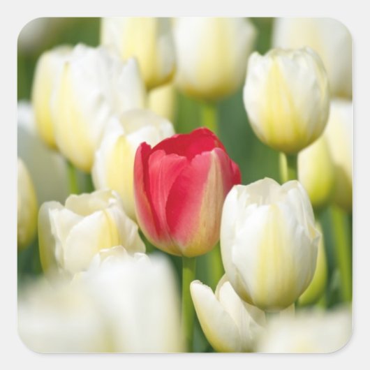 Rode tulp in een veld met witte tulpen vierkante sticker (Voorkant)