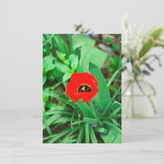 Rode tulp kaart (Staand voorkant)
