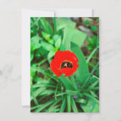 Rode tulp kaart (Voorkant)