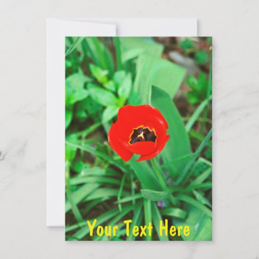  rode tulp kaart (Voorkant)