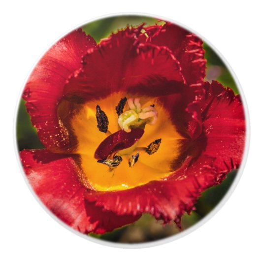 Rode tulp keramische knop (Voorkant)