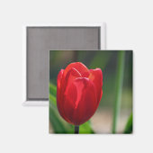 Rode Tulp Lente Bloem Magneet (Voorkant / Achterkant)
