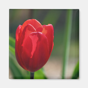 Rode Tulp Lente Bloem Magneet