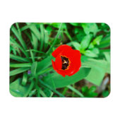 Rode tulp magneet (Horizontaal)