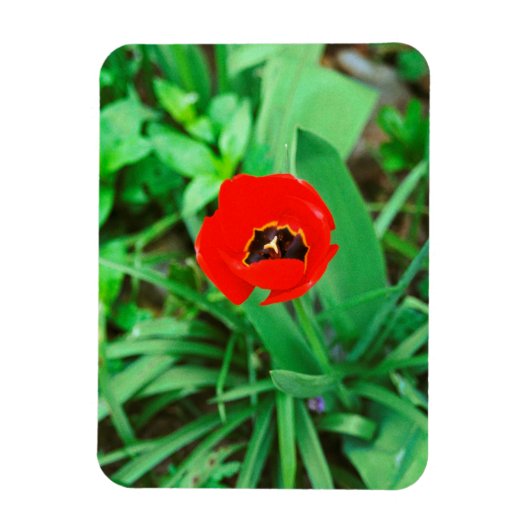 Rode tulp magneet (Verticaal)