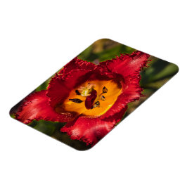 Rode tulp magneet