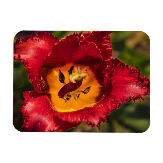 Rode tulp magneet (Horizontaal)