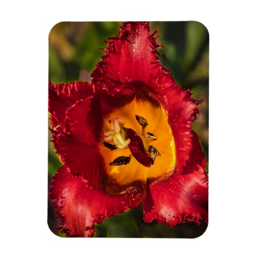 Rode tulp magneet (Verticaal)