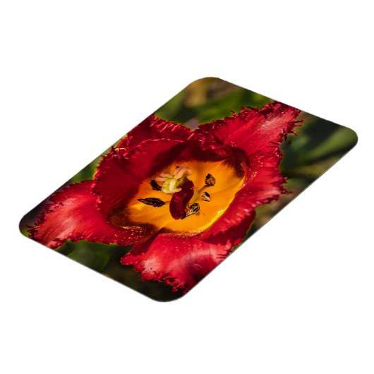 Rode tulp magneet (Linkerzijde)