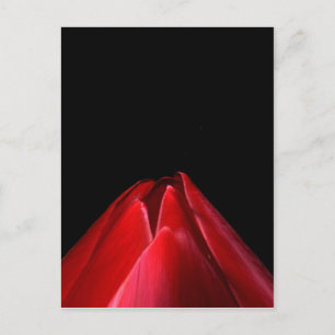 Rode Tulp Minimalistische Bloemen Briefkaart