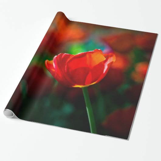 Rode tulp - Mysterie van bloei Cadeaupapier (Uitgerold)