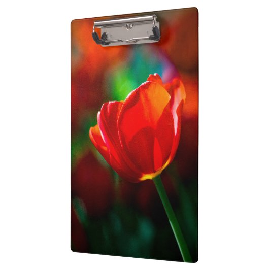 Rode tulp - Mysterie van bloei Klembord (Links)