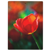 Rode tulp - Mysterie van bloei Klembord (Achterkant)