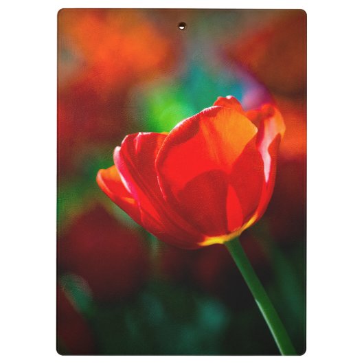 Rode tulp - Mysterie van bloei Klembord (Achterkant)