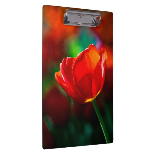 Rode tulp - Mysterie van bloei Klembord (Rechts)