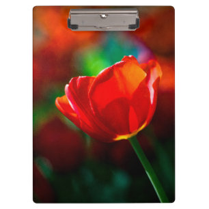 Rode tulp - Mysterie van bloei Klembord
