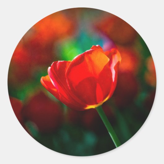 Rode tulp - Mysterie van bloei Ronde Sticker (Voorkant)