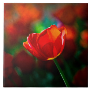 Rode tulp - Mysterie van bloei Tegeltje