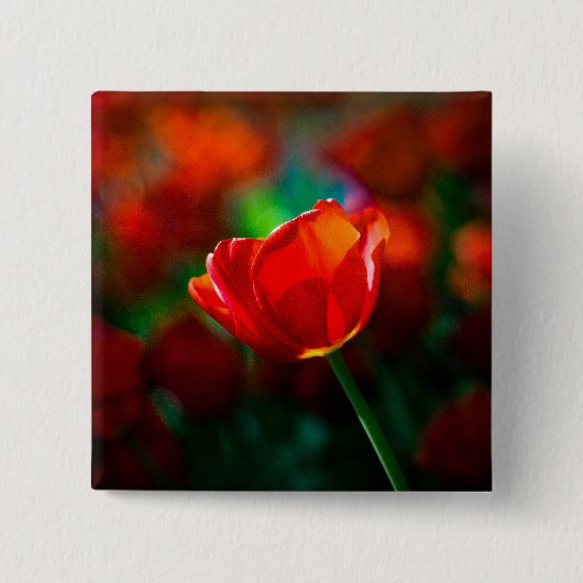 Rode tulp - Mysterie van bloei Vierkante Button 5,1 Cm (Voorkant)