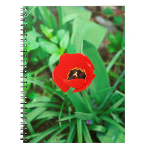 Rode tulp notitieboek