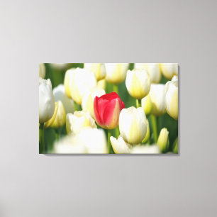 Rode tulp op een gebied van witte tulpen canvas afdruk