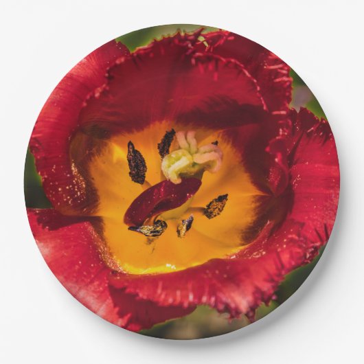 Rode tulp papieren bordje (Voorkant)