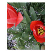 Rode tulp perfect poster (Voorkant)