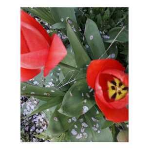Rode tulp perfect poster