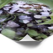 Rode tulp perfect poster (Hoek)