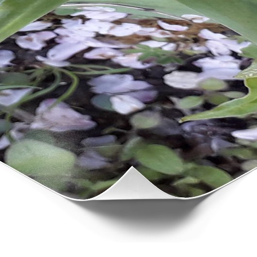 Rode tulp perfect poster (Hoek)